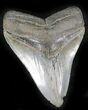 Beautiful, Serrated Fossil Megalodon Tooth #24408-1